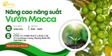 GIẢI PHÁP NÂNG CAO NĂNG SUẤT VÀ CHẤT LƯỢNG VƯỜN MẮC CA