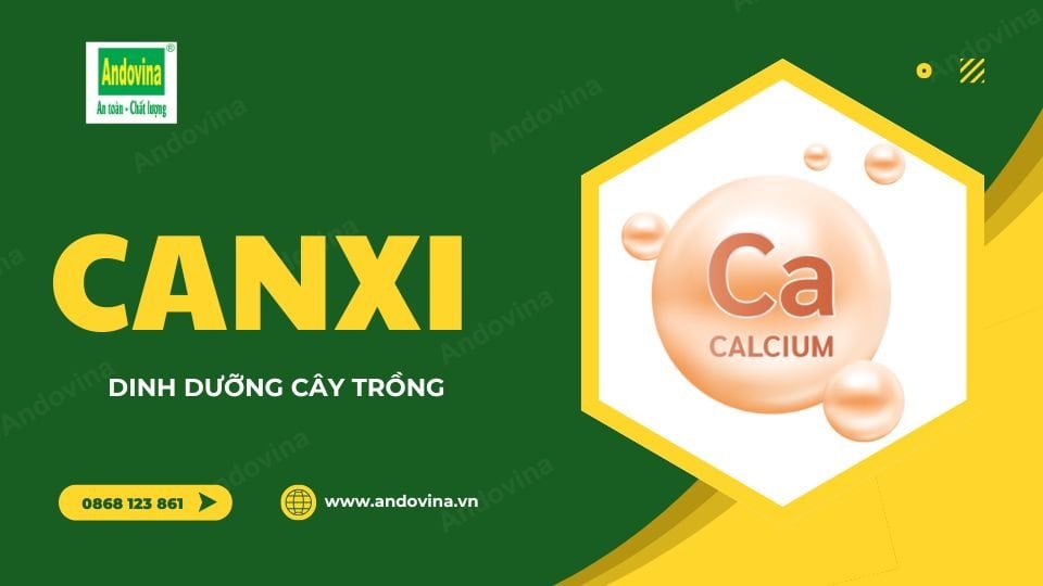 Canxi - Dinh dưỡng cây trồng