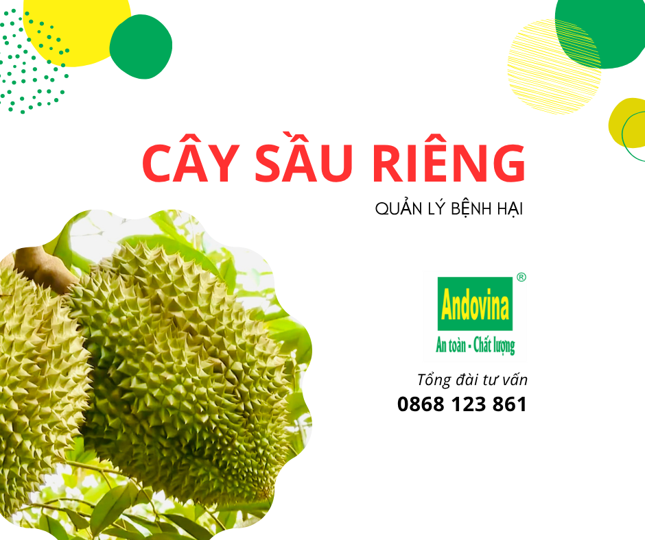CÂY SẦU RIÊNG - QUẢN LÝ BỆNH HẠI