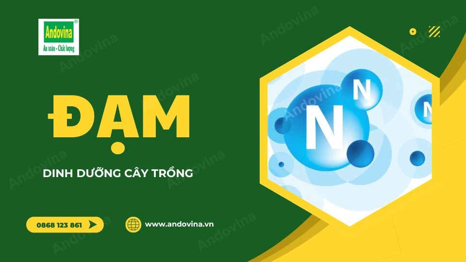Đạm – Dinh dưỡng cây trồng