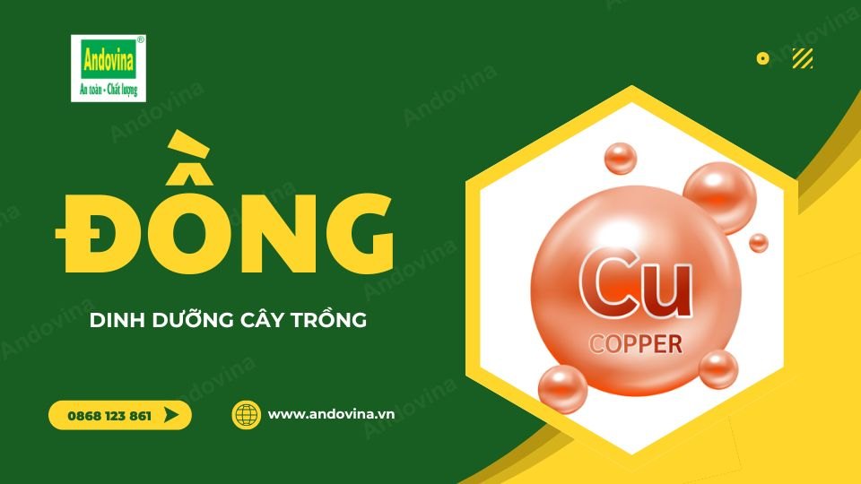 Đồng - Dinh dưỡng cây trồng