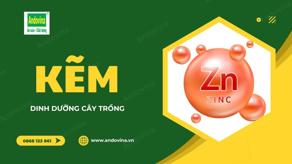 Kẽm - Dinh dưỡng cây trồng