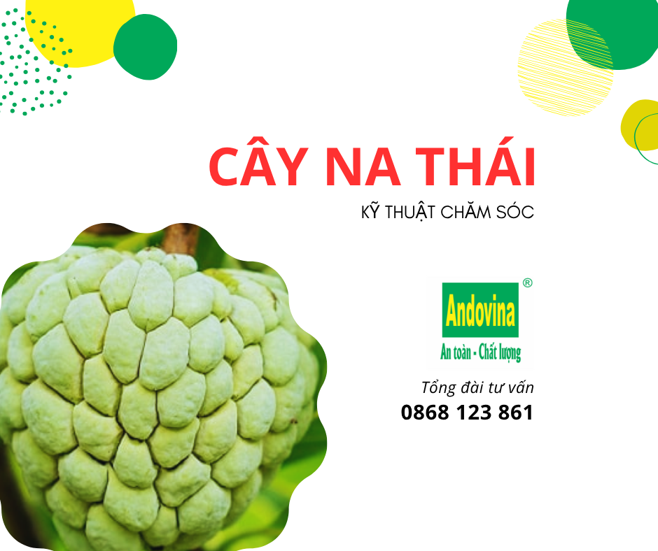 Kỹ thuật chăm sóc CÂY NA THÁI