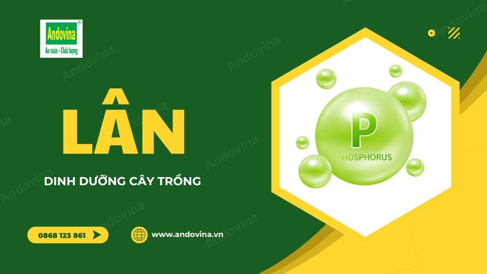 Lân - Dinh dưỡng cây trồng