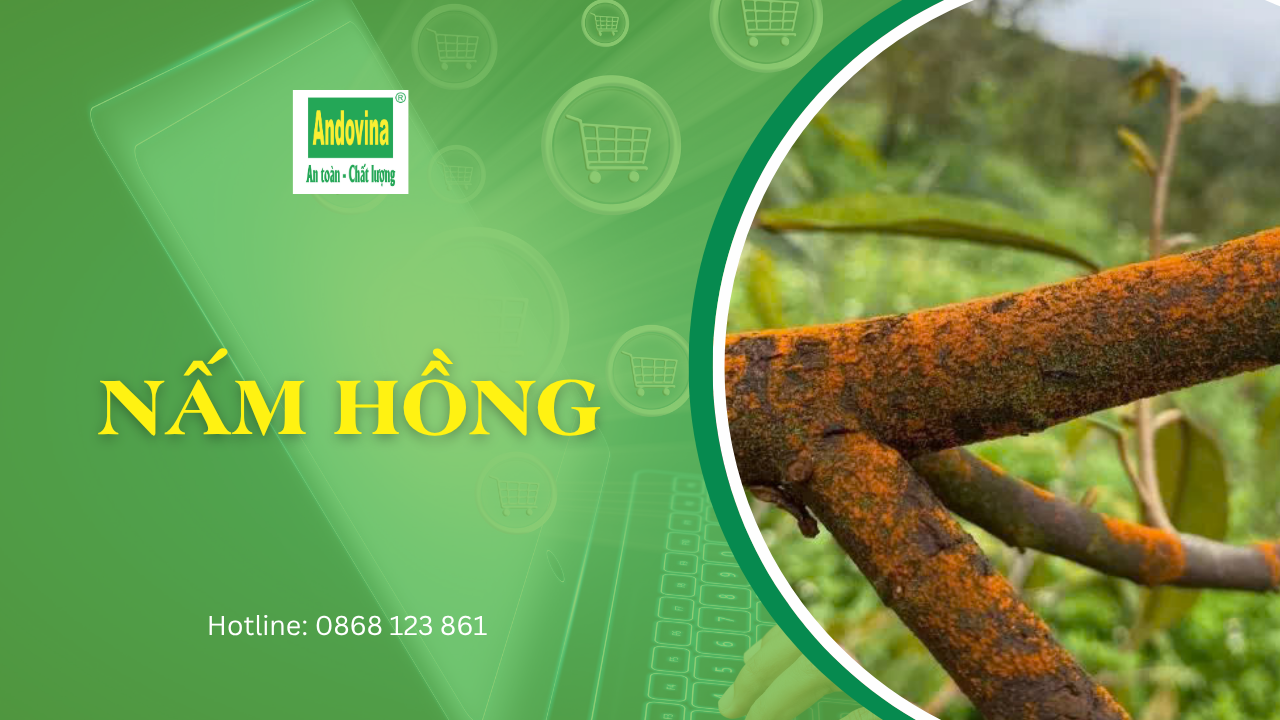 Bệnh nấm hồng trên cây trồng: dấu hiệu và cách phòng trị