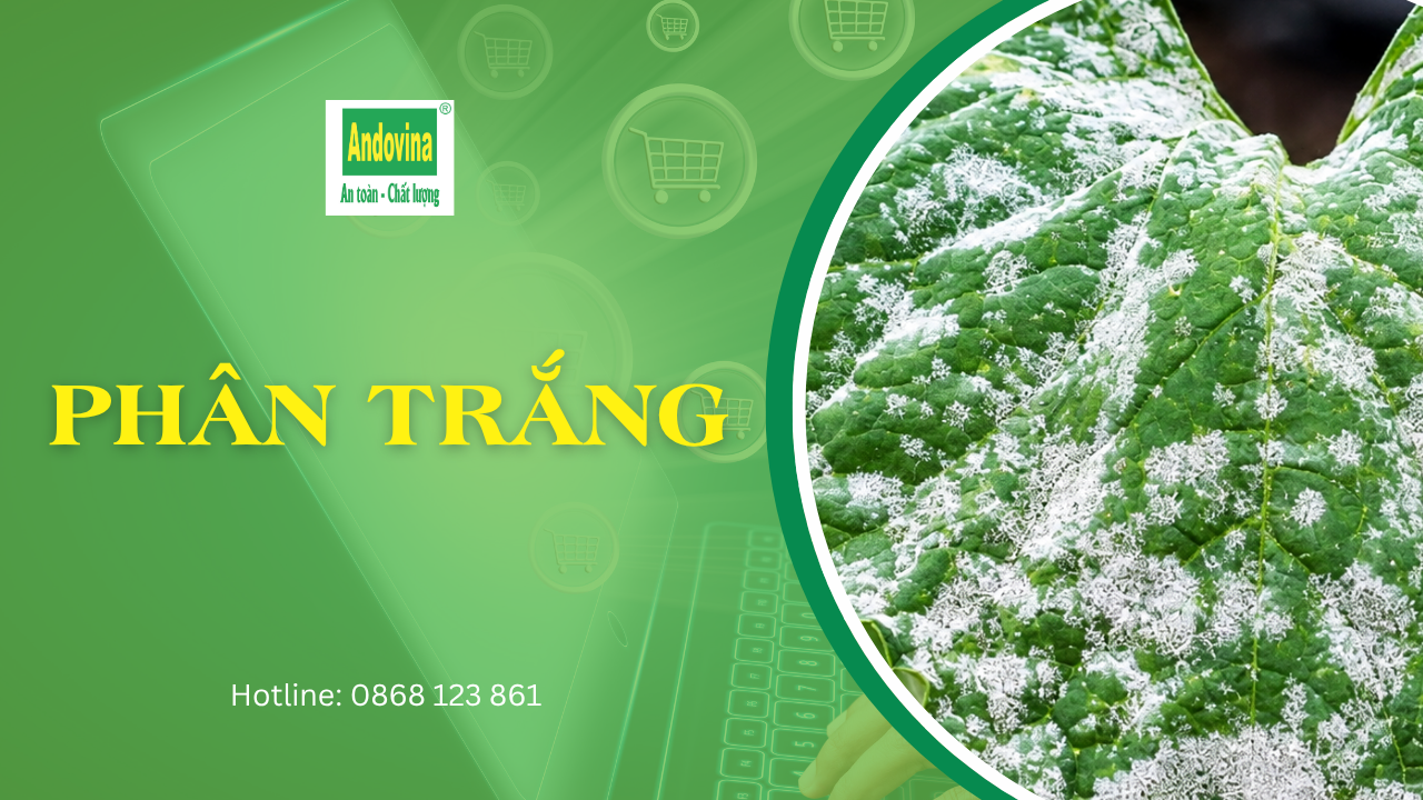 Bệnh phấn trắng trên cây trồng: nhận biết và cách phòng trị