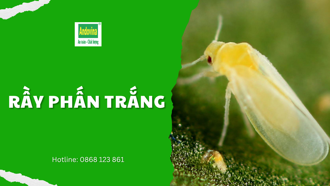 Rầy phấn trắng hại cây trồng: dấu hiệu và biện pháp phòng trừ