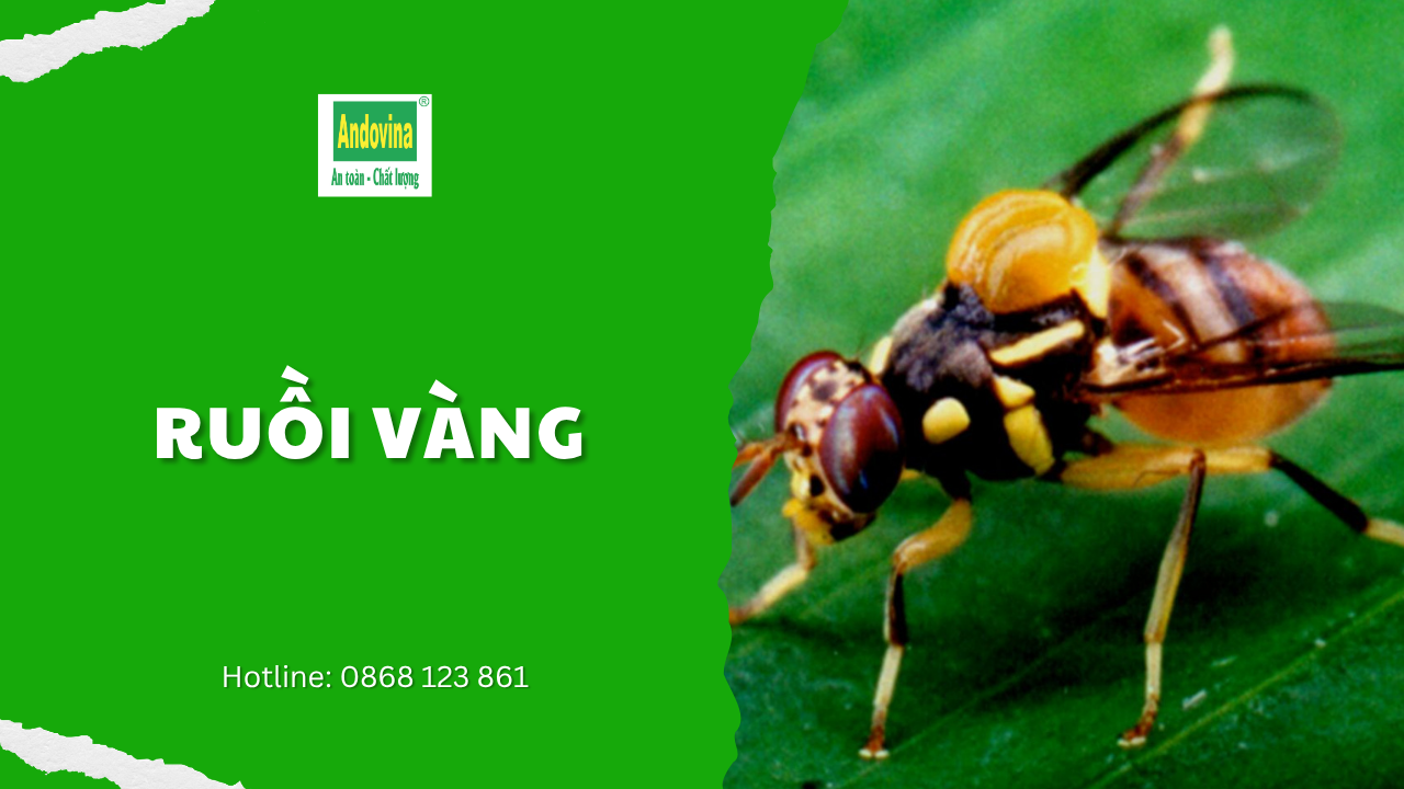 Ruồi vàng hại trái cây: dấu hiệu nhận biết và cách phòng trừ
