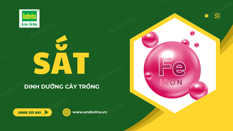 Sắt - Dinh dưỡng cây trồng
