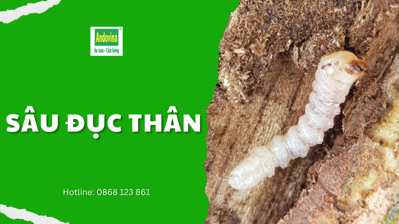 Sâu đục thân hại cây trồng: dấu hiệu và biện pháp phòng trừ