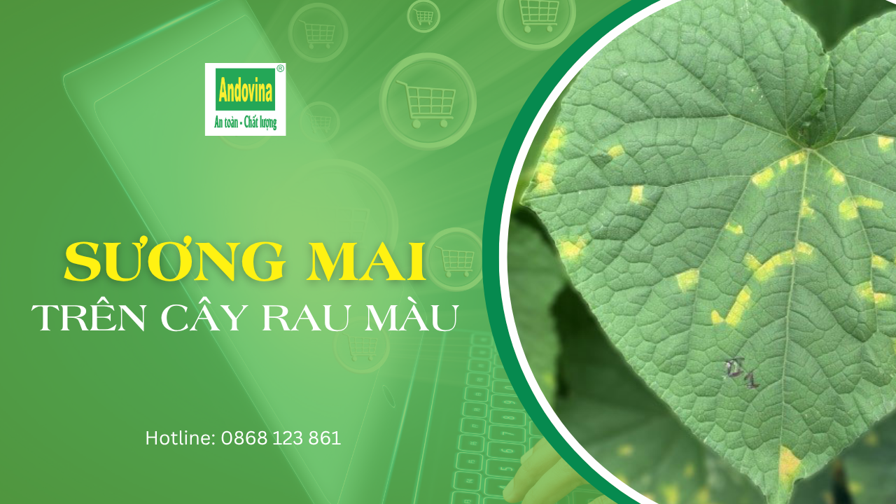 Bệnh sương mai trên rau màu: dấu hiệu và cách phòng trừ