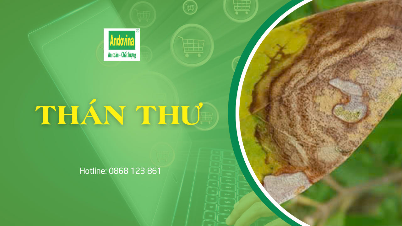 Bệnh thán thư trên cây trồng: dấu hiệu và cách phòng trị