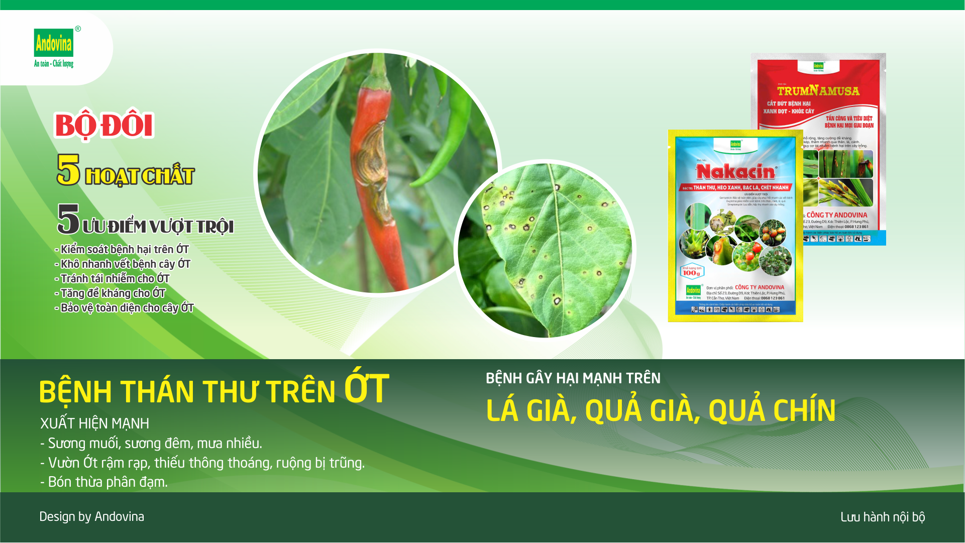 Bệnh THÁN THƯ trên ỚT