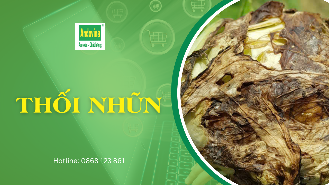 Bệnh thối nhũn trên cây trồng: nguyên nhân và cách phòng trị
