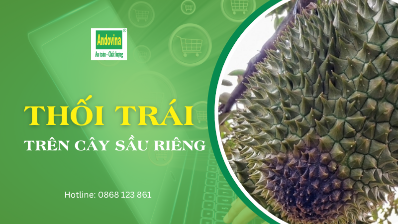 CÂY SẦU RIÊNG - BỆNH THỐI TRÁI