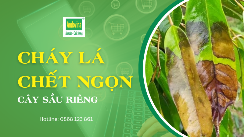 Cháy lá chết ngọn sầu riêng: nguyên nhân và cách phòng trị