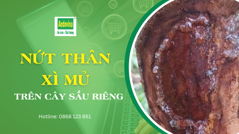 CÂY SẦU RIÊNG - NỨT THÂN XÌ MỦ