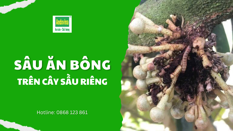 CÂY SẦU RIÊNG - SÂU ĂN BÔNG