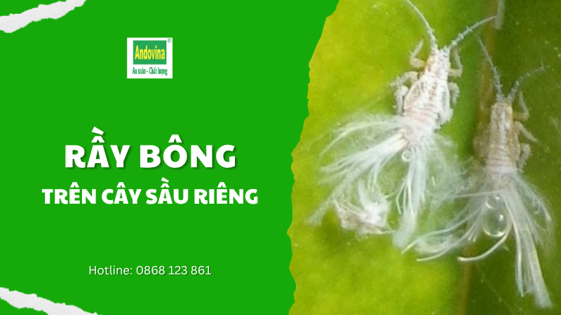 CÂY SẦU RIÊNG - RẦY BÔNG