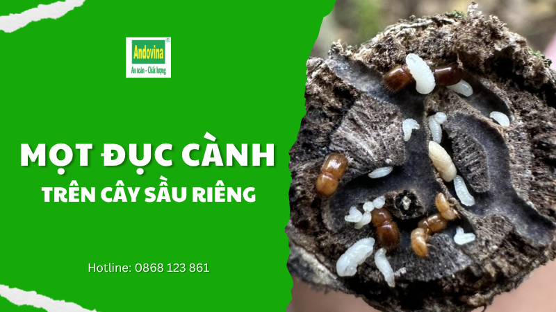 CÂY SẦU RIÊNG - MỌT ĐỤC CÀNH