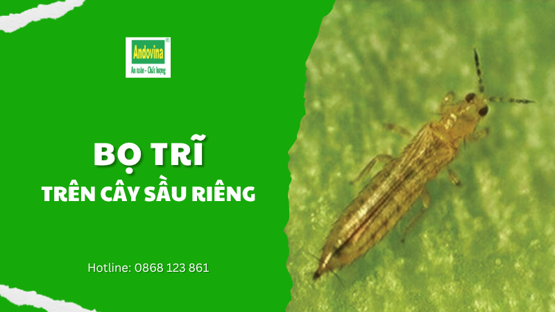 CÂY SẦU RIÊNG - BỌ TRĨ