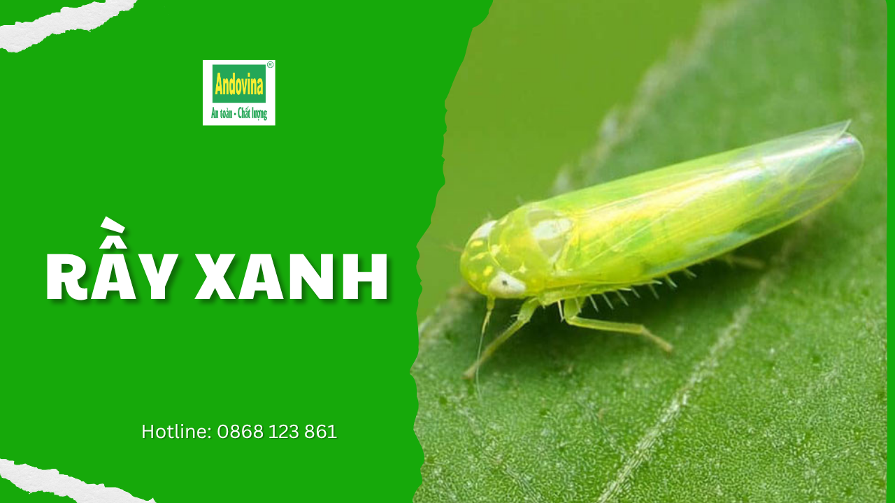 Rầy xanh hại cây trồng: dấu hiệu nhận biết và cách phòng trừ