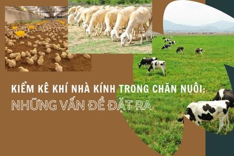 Kiểm kê khí nhà kính trong chăn nuôi: Hướng dẫn cho Doanh Nghiệp