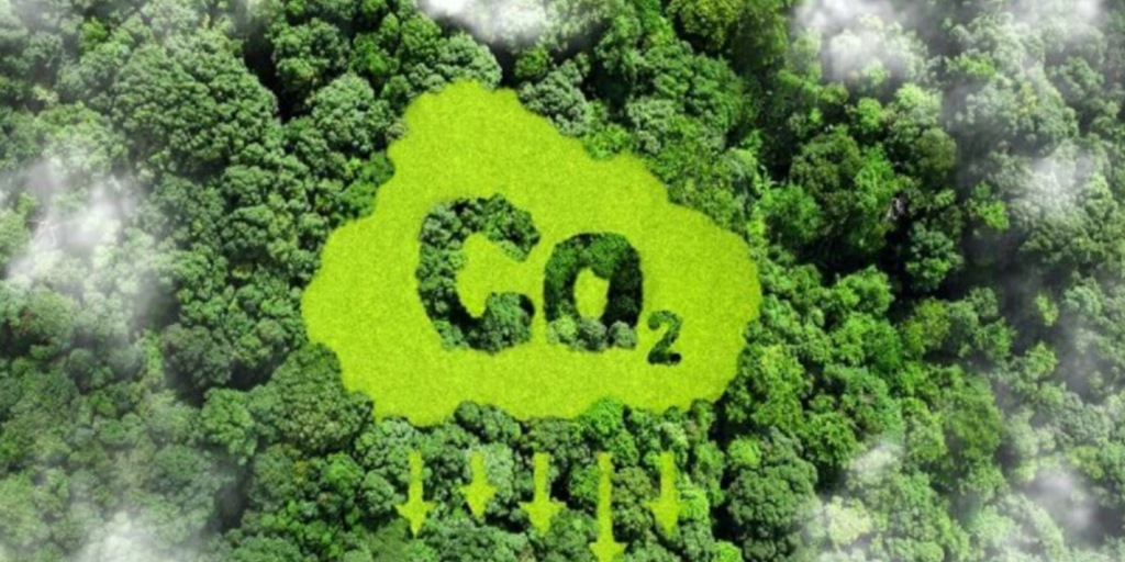 Developing standards for forest carbon credits