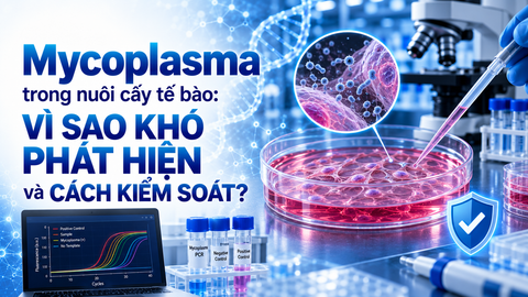 Mycoplasma trong nuôi cấy tế bào: Vì sao khó phát hiện và cách kiểm soát?