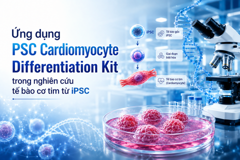Ứng dụng PSC Cardiomyocyte Differentiation Kit trong nghiên cứu tế bào cơ tim từ iPSC