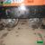 Xe lu rung dắt tay 620kg Hitachi ZV550W - 11153