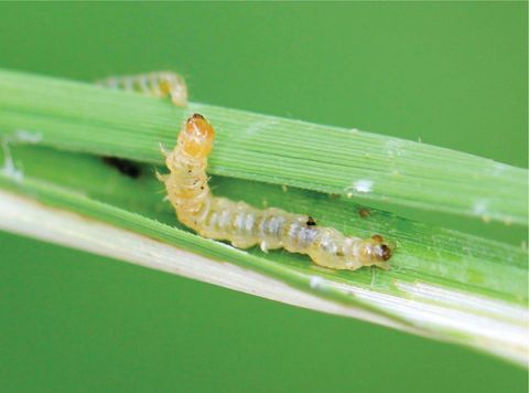 How to Prevent and Treat Rice Leaf Folder in Rice Fields