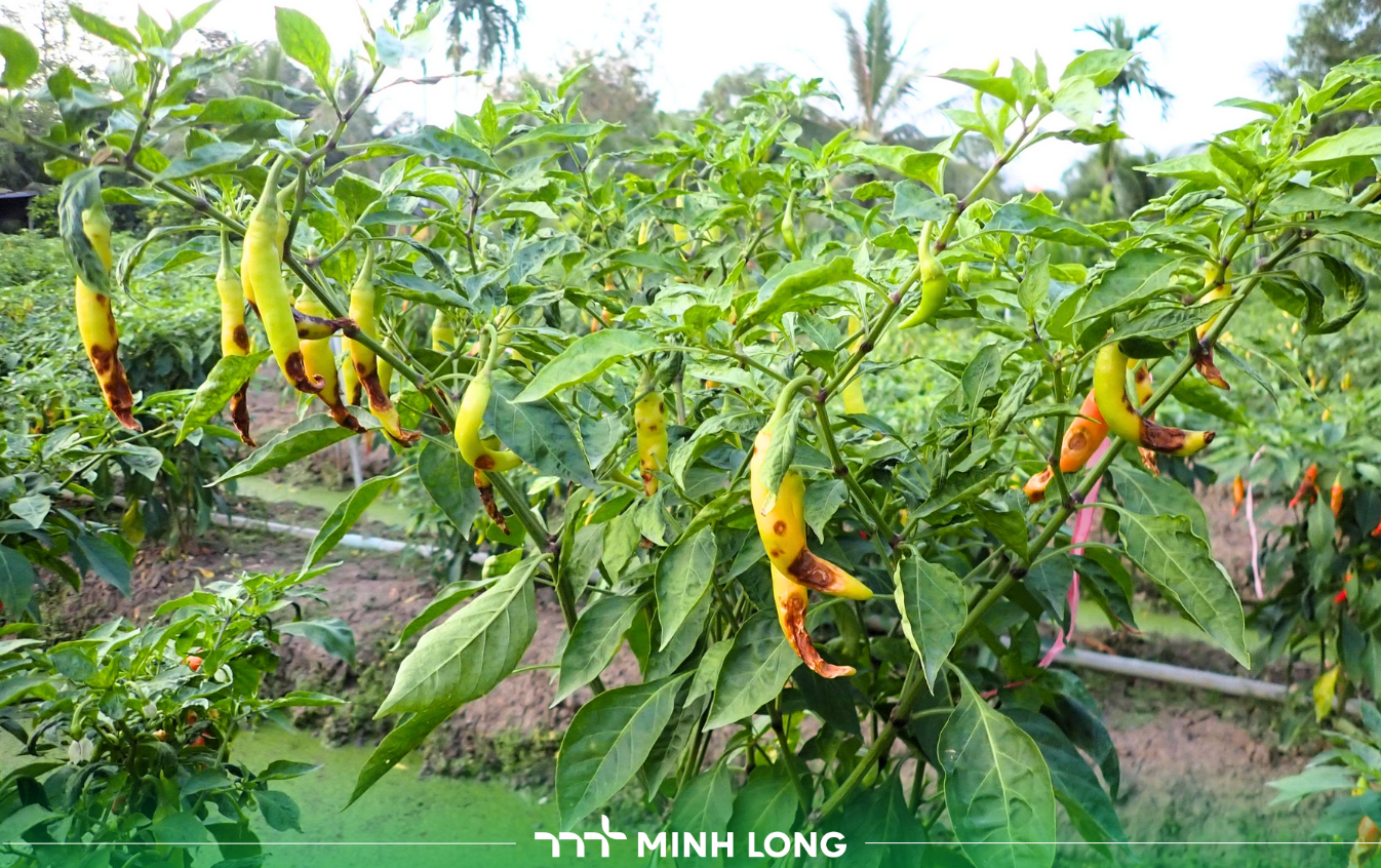 Giải pháp đặc trị bệnh thán thư trên cây ớt