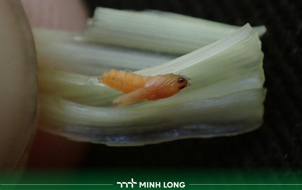 How to Identify Rice Stem Maggot Early for Effective Control