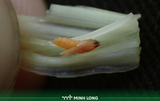 How to Identify Rice Stem Maggot Early for Effective Control