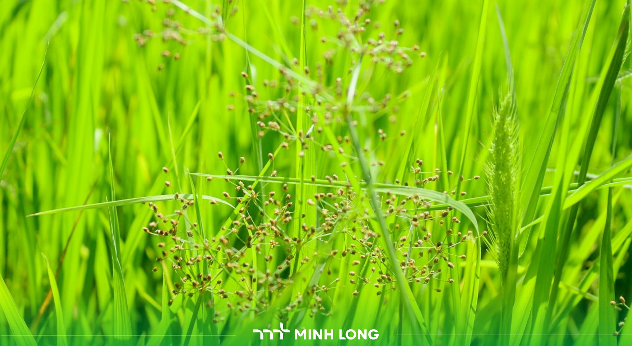 Giải Pháp Kiểm Soát Cỏ Chác Lác Từ 8–40 Ngày Sau Sạ Giúp Lúa Sinh Trưởng Vượt Trội