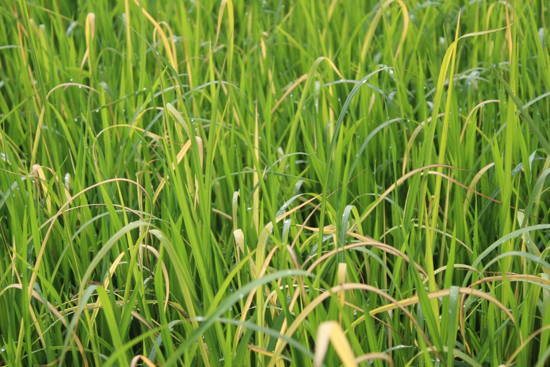 Riceguard 40OD – A Comprehensive Solution for Controlling Weeds in Rice Fields