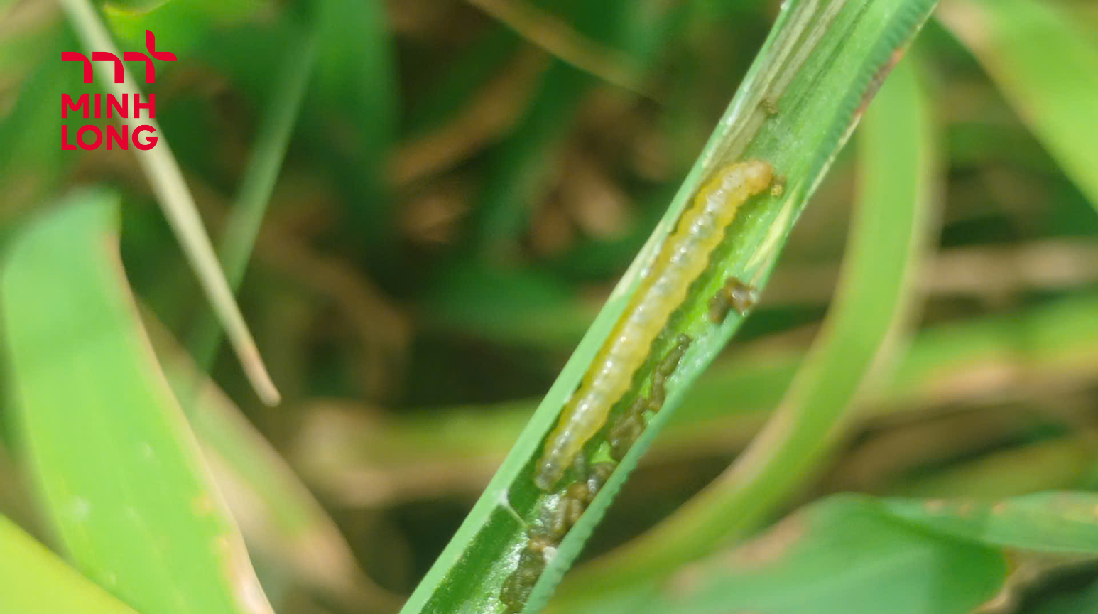 How to Effectively Prevent and Control Small Rice Leaf Folder