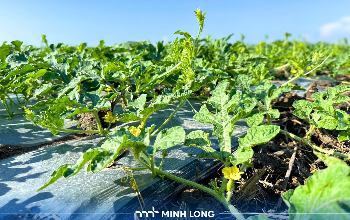 Bệnh thán thư dưa hấu: Nguyên nhân, dấu hiệu và cách phòng trừ hiệu quả