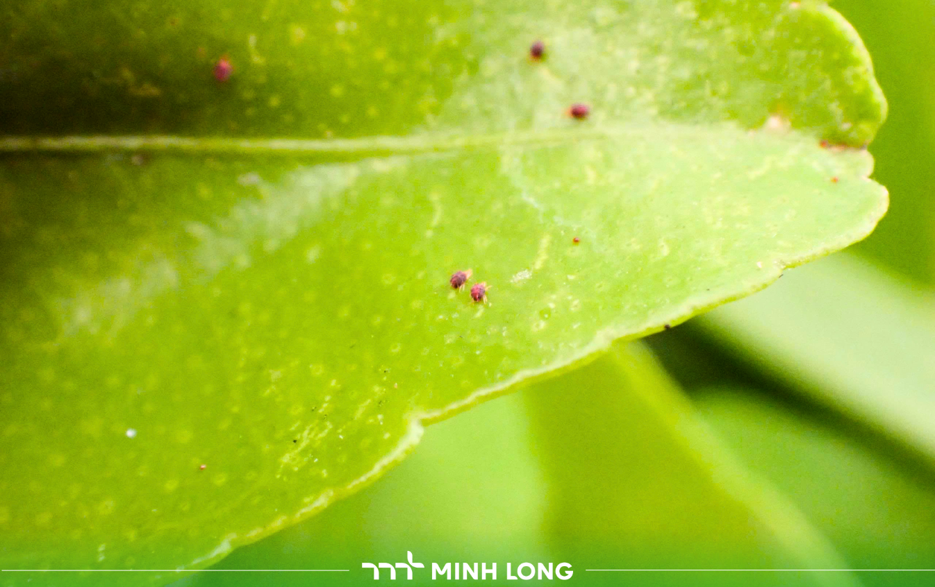 ETOVAM 45SC – Advanced Spider Mite Control Solution