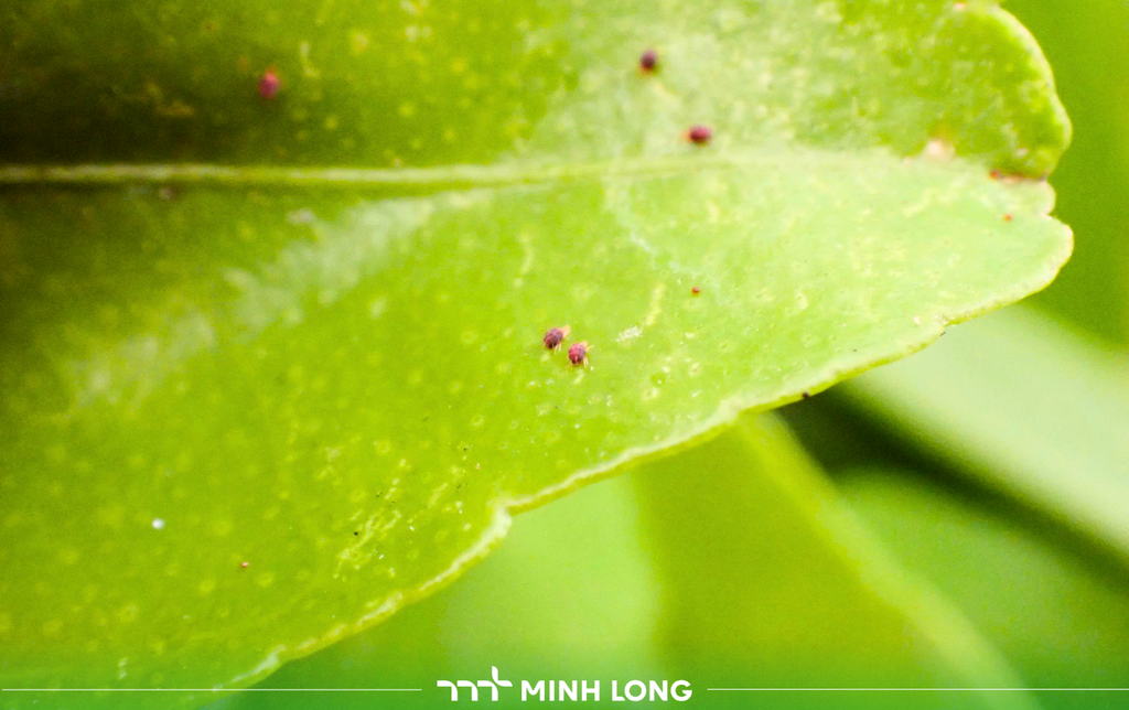 ETOVAM 45SC – Advanced Spider Mite Control Solution