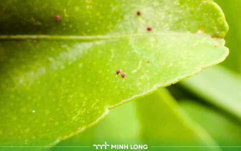 Quản lý nhện đỏ trên cây cam, quýt hiệu quả với giải pháp Etovam 45SC