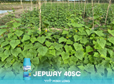Effective Solutions for Controlling Downy Mildew on Cucumber