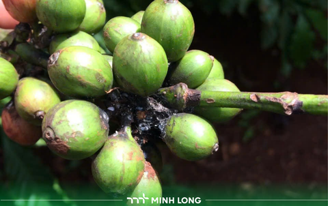 Giải pháp quản lý rệp sáp trên cây cà phê