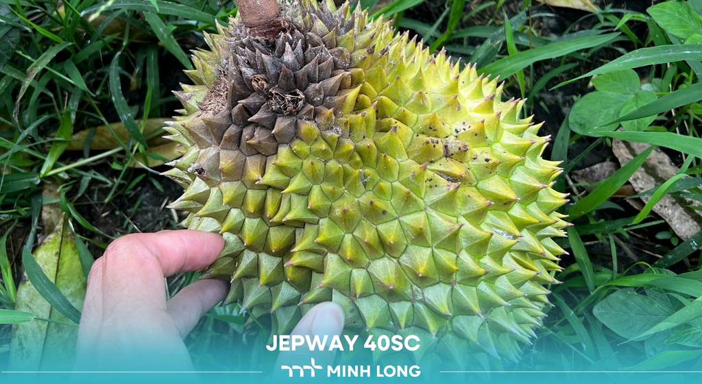 How to Manage Phytophthora Fungal Diseases in Durian