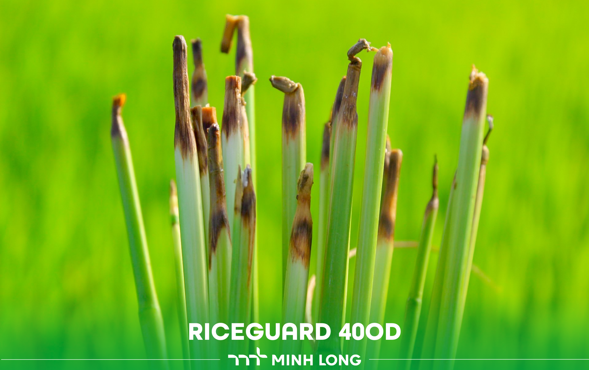 Managing Sprangletop and Sedge Weeds in Rice Fields — Winter–Spring 2025 Crop Season