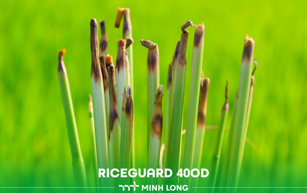 Managing Sprangletop and Sedge Weeds in Rice Fields — Winter–Spring 2025 Crop Season