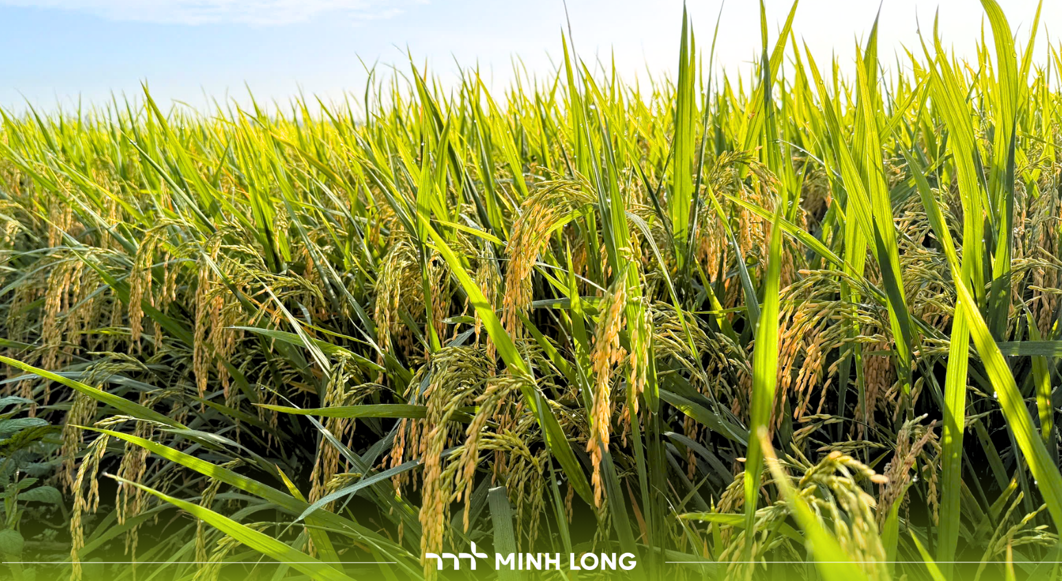 5 Giai đoạn vàng giúp lúa hấp thu tối đa dinh dưỡng và tiết kiệm phân bón mà nông dân nào cũng nên biết