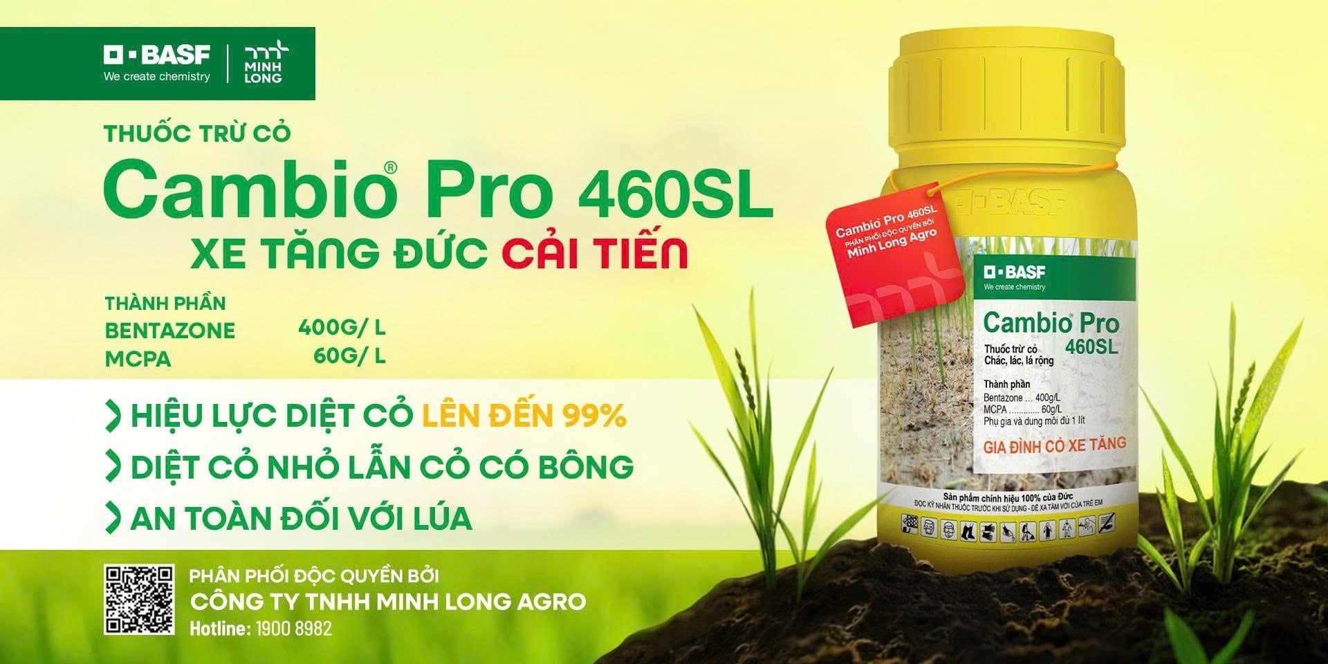 Effective Sedge Control 8 - 40 days after sowing for Better Rice Growth & Yield