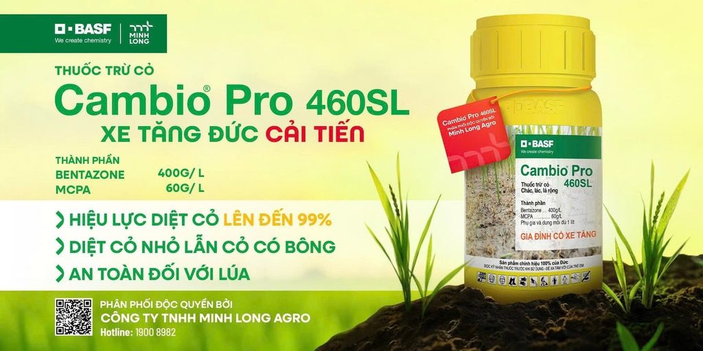 Effective Sedge Control 8 - 40 days after sowing for Better Rice Growth & Yield